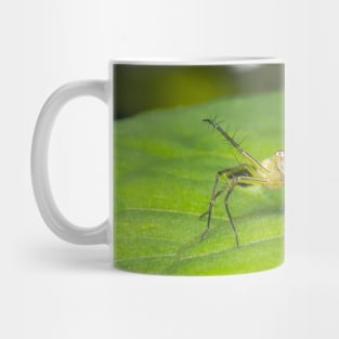 Striped lynx spider saying "come at me, bro!" Mug